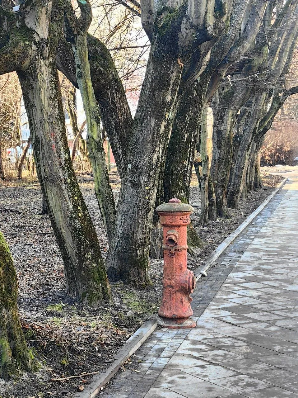 Пожарный гидрант Рыцарь Закавказский, Калининград