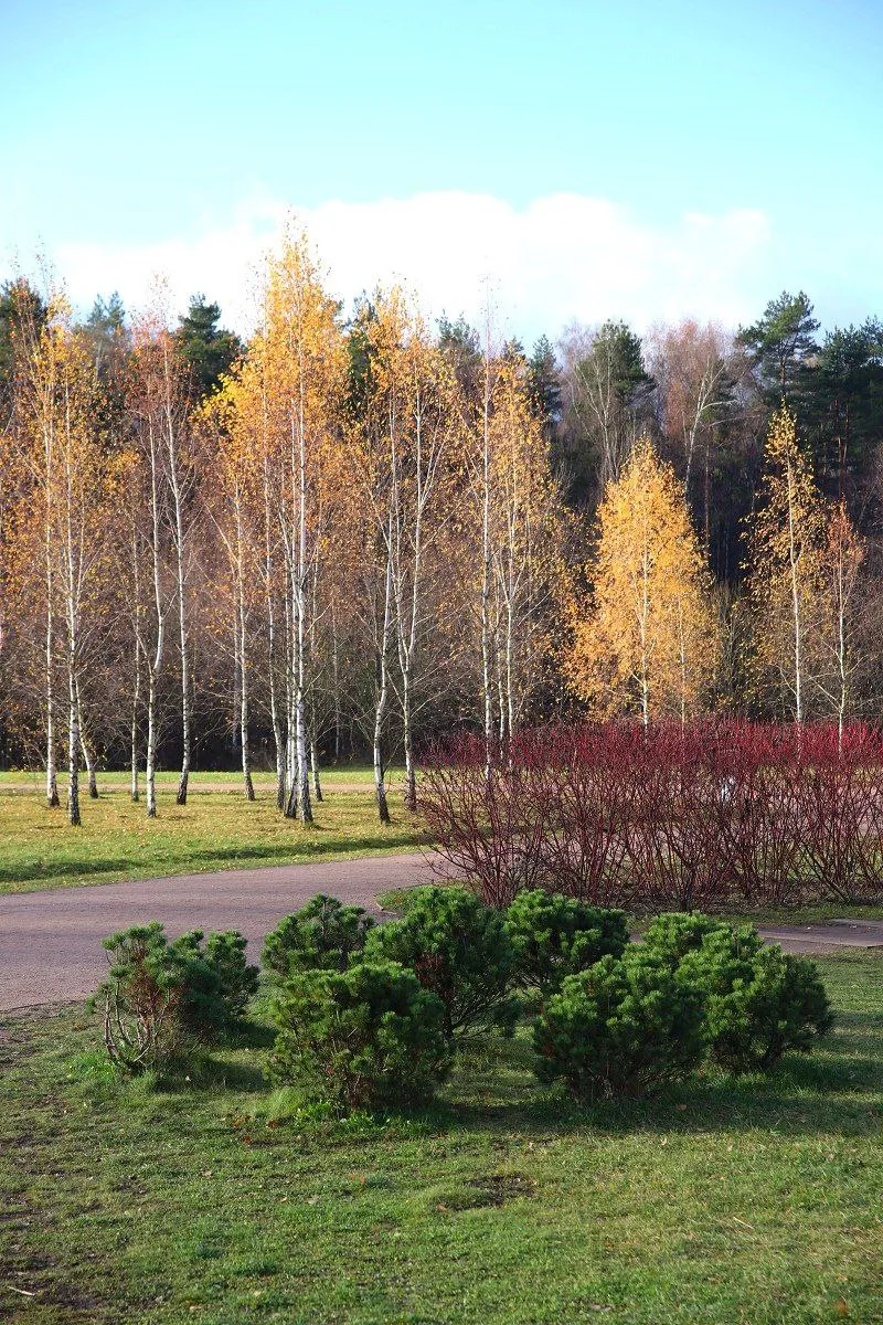 Мещерский парк фото 1