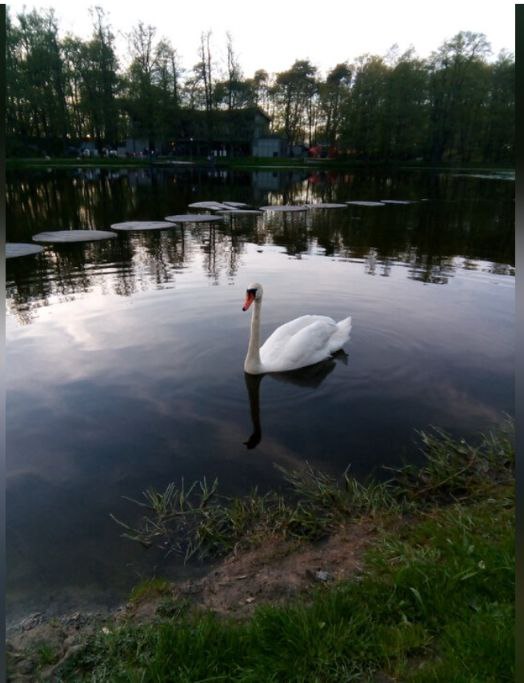 Дорога