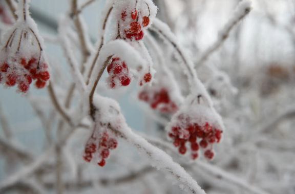 Городские джунгли