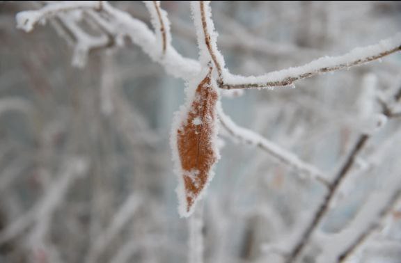 Городские джунгли