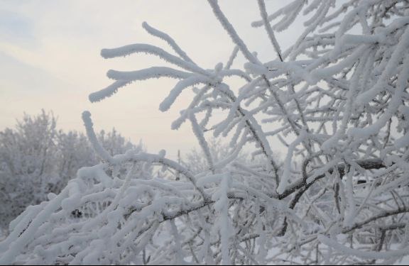 Городские джунгли