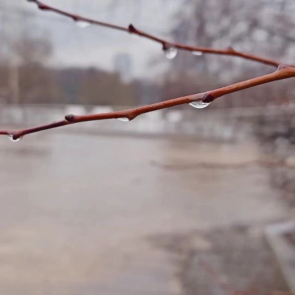 Городские джунгли