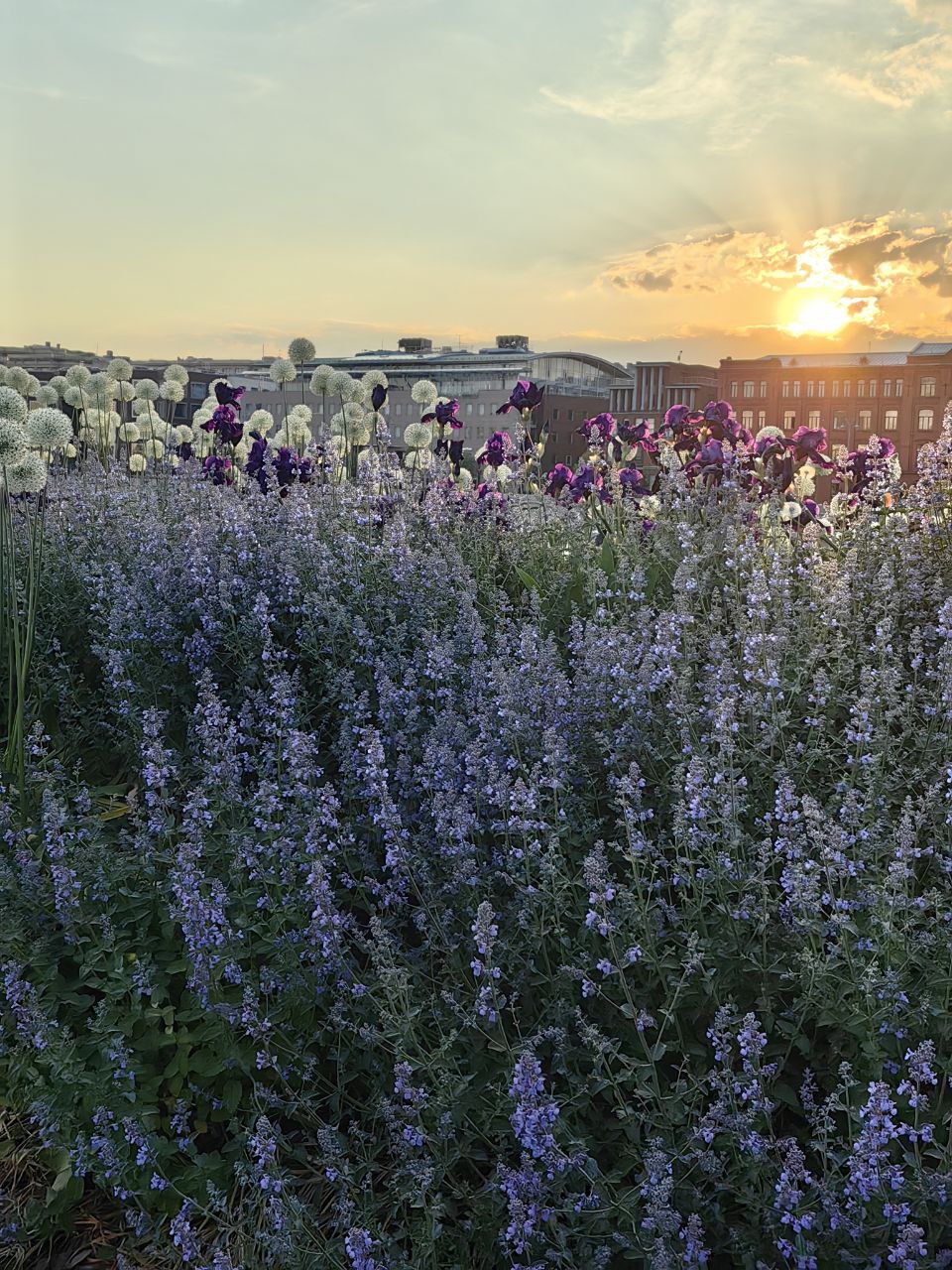 Городские джунгли