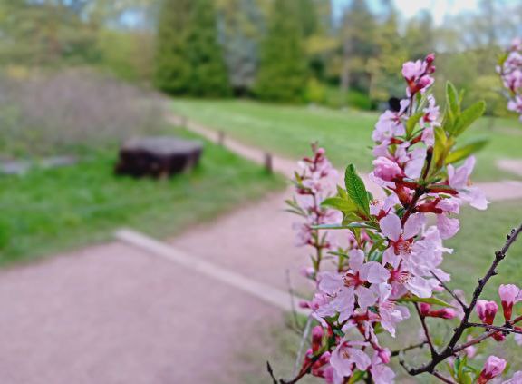 Городские джунгли