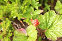 IMG_6178-scaled