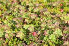 IMG_6209-scaled