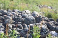 IMG_6265-scaled
