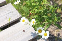IMG_6268-scaled