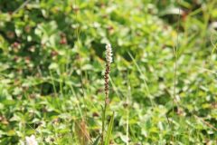 IMG_6294-scaled