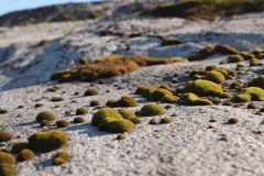 IMG_6486-scaled